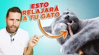 MATATABI para GATOS: pros y contras 😻🌱 | ¿Un PREMIO PARA RELAJAR a tu gato en cualquier situación?