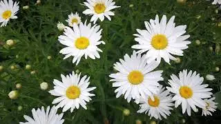Margeriten in Gerdas Garten
