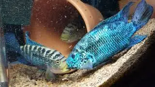 Electric Blue Jack Dempsey vs Jack Dempsey w/ blue gene
