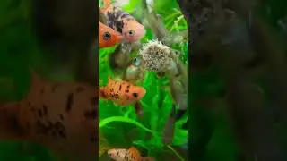The Livebearer Moshpit #aquarium #guppy #platy