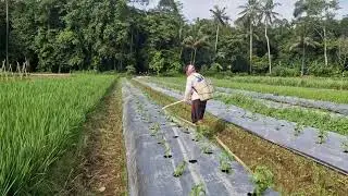 SECRET TRICK TO IMPROVE CHILI PLANT GROWTH USING LIQUID FERTILIZER! -Agriculture Farming