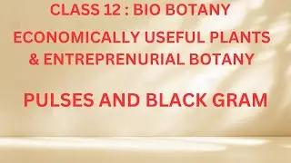 Pulses & Black Gram | Economically useful plants & Entreprenurial botany | Class 12 | Tamil | Botany