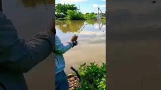 C&Acirc;U C&Aacute; M&Egrave; VINH S&Ocirc;NG | C&Acirc;U C&Aacute; CẦN THƠ #fishing #dammecauca #songnuocmientay #caucasong  #cauca