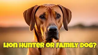 Everything You Need to Know About Rhodesian Ridgebacks in 2024