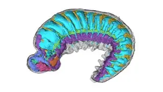 520-Million-Year-Old Fossil Found With Its Internal Anatomy Intact