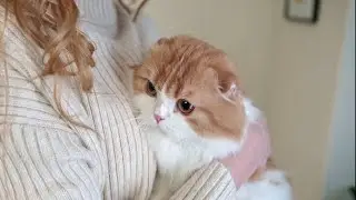 Ragamuffin Cat Breed || Ragamuffin Cat Breed Facts || Color || Size || Food || #cuteanimals #cute