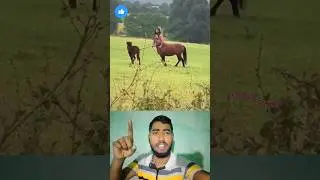 মানুষ না ঘোড়া! চোখ ধাঁধানো দৃশ্য 😳🔥#viralvideo #unbelievable #amazingview #mindblowing #wowmoment