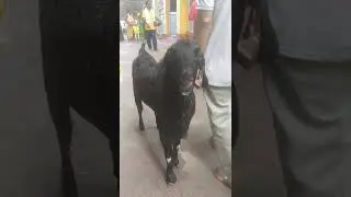 super goat 😀😀