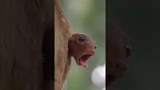 Just a curious flying lemur baby ready to explore the world with eyes wide open 🥺💚 #shorts