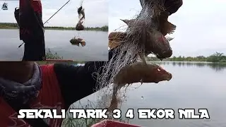Mancing Nila Pakai Pancing Jaring Teknik Dasaran || FISHING BOMNET ||