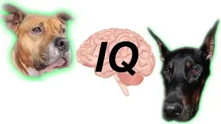 🐶🤓ПРОВЕРЯЮ ИНТЕЛЛЕКТ МОЕЙ СОБАКИ 🤓🐶 (ASMR-тест на IQ собаки!)