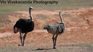 Watch an Ostrich family of 3 feed at an open area, periodically scanning the area for predators