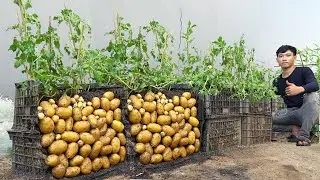 STOP Buying Potatoes! Grow Them in Baskets Instead!