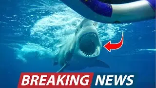 New Shark Species Discovered in Deep Sea That Experts Are Calling a NEW Living Fossil of the Ocean!