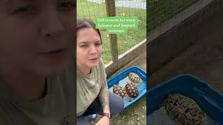 Differences between a leopard and sulcata tortoise #tortoises