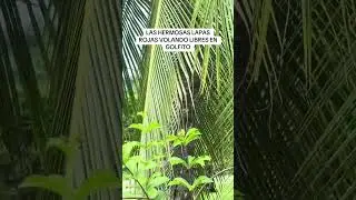 Las lapas de Golfito