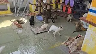 A Full House of Hungry Cats 😻 | Cat Feeding Time 😹
