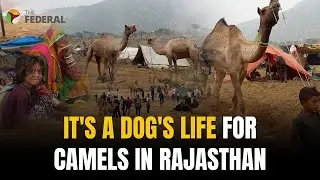 Rajasthan&rsquo;s camel crisis: Pushkar Mela&rsquo;s fading glory amid trade ban | The Federal