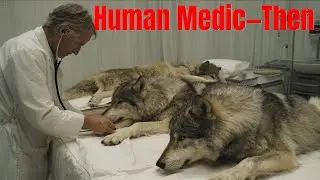 Alien Wolf and Dying Mate Meet a Human Medic—Then the Impossible Occurred | HFY | Best HFY Stories