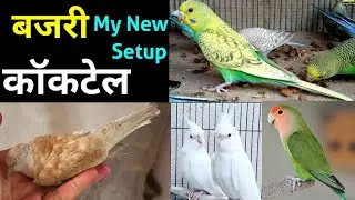 My all bird Sunday update #kanhaiyasir 