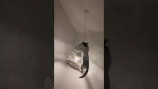 Cat Jumps Onto Lamp and Starts Swinging on it - 1432664