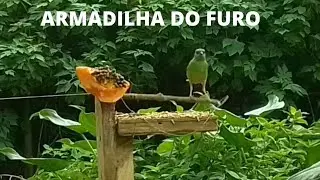 Como pegar passarinho armadilha furo ou furinho como funciona?#trap#survival #sobrevivência