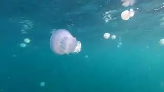 French nuclear plant to restart after jellyfish 'invasion' | REUTERS