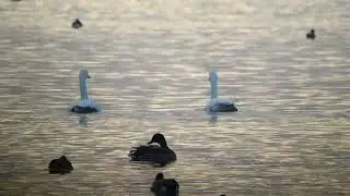 Bewick's Swan   Kleine zwaan   Starrevaart   The Netherlands   Luuk Punt 251213 2