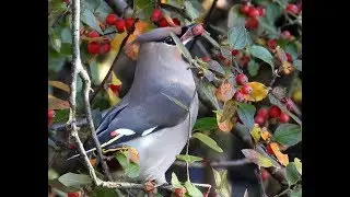 Sidensvans - Bohemian Waxwing - (Bombycilla garrulus)
