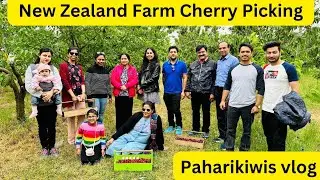 Picking in New Zealand Farm with friends & family. #cherryvlogs #fruitpicking #familyvlogs #family