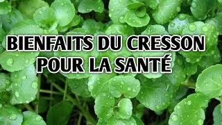 BIENFAITS DU CRESSON POUR LA SANT&Eacute;