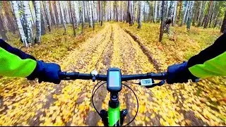 ASMR Bike Ride | Autumn Forest | Slow, Crisp and Silent