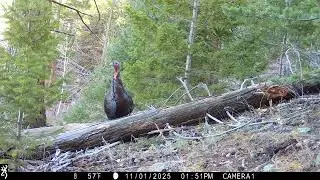 Merriam's tom turkeys