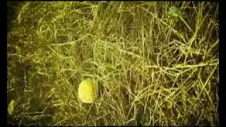 ตระกูล ๖๖๒ - ไมค์เผลอแล้วเจอกัน (HQ)