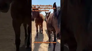 Time for these pretty Fillies to Start getting ready for the Fall Auctions at Riodoso and Heritage!