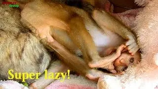 Look baby monkey Axel so lazy, but Axel still want sacking