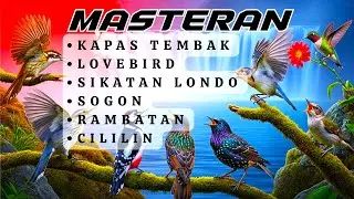 Auto Bongkar Isian | MASTERAN UNTUK SEMUA JENIS BURUNG KICAU , MURAI BATU, CUCAK HIJAU, KACER