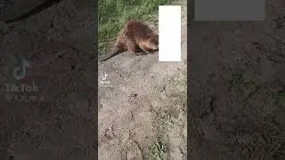 oy oy oy o bombito gansterito