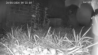 Hedgehog in garden