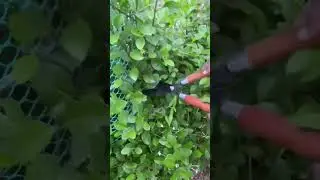 awesome garden tool, lawn tool #garden Headge shears #headge #aaravprotech #lawngrass  #grasscutter