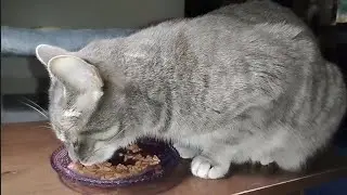Frisky Eating Tuna Cuts 