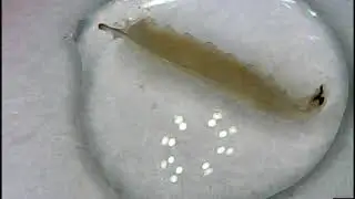 Drosophila melanogaster: Isolation of larval gut