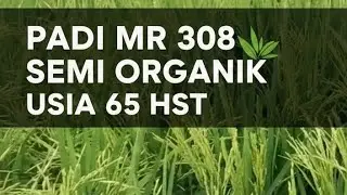 Padi MR 308 semi organik usia 65 HST