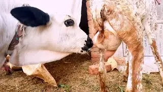 frsh milk of goat 🐐 for calf || goat milking