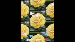 Rose Aftershave I Rose Beard Oil I Rose Bath Oil I Rose Cuticle Cream I Rose Makeup Bag
