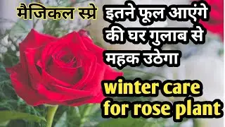 WINTER CARE FOR ROSE/SAVE ROSE PLANT/Desi gulab ki Care & fertilizer/गुलाब की देखभाल #shorts #viral