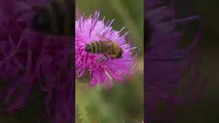 The Buzz About Pollinators
