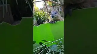 Surprise! #australia #quokka #cute #animals #cute #funnyanimals #australia #shorts #cuteanimals