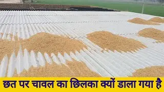 Rice husk on rooftop छत पर चावल का छिलका 