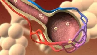 PulmonaryAudio.wmv